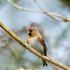 Redpoll Perched on a Branch