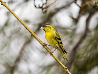 Siskin Perched on a Branch