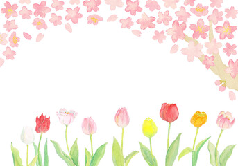 Obraz na płótnie Canvas 水彩の春の桜とチューリップの背景イラスト2