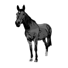 black and white sketch of a horse with a transparent background