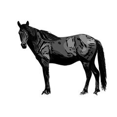 black and white sketch of a horse with a transparent background