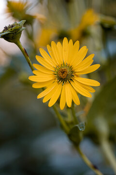 Sunflower with heart shaped disk floret