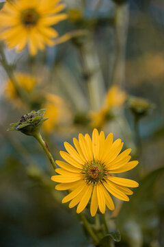Sunflower with heart shaped disk floret