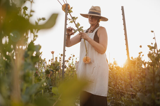 Woman in a summer dress and hat harvests flowers in a field.