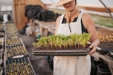 Woman in a summer dress and hat grows seedlings in a greenhouse.