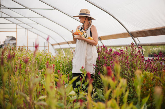 Woman in a summer dress and hat harvests squash in a greenhouse.