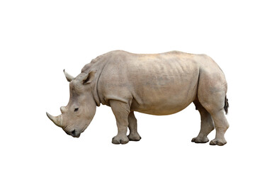 Naklejka premium Rhinoceros isolated on transparent background png file