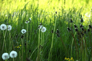 Confrontation of white fluffy dandelions and closed bud dandelions in front of green grass on park lawn on sunny day