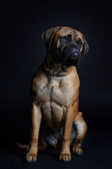 Bullmastiff dog sitting on the black background in the studio