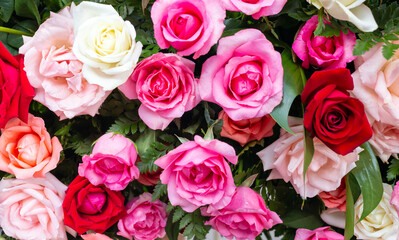 Colorful fresh roses or multi-colored roses background. A beautiful bouquet of roses for valentines