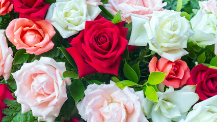 Colorful fresh roses or multi-colored roses background. A beautiful bouquet of roses for valentines