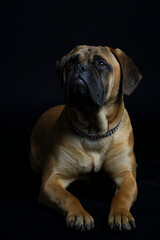 Bullmastiff dog in front of a black background in the studio.