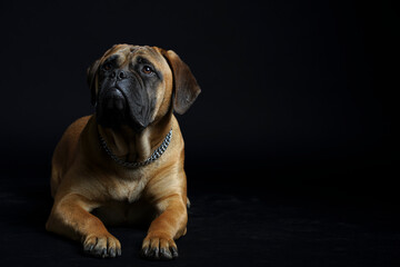 Bullmastiff dog in front of a black background in the studio.