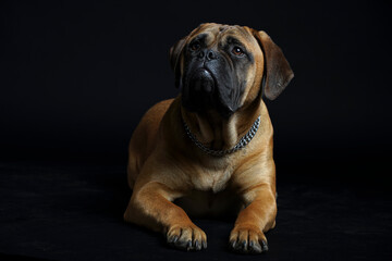 Bullmastiff dog in front of a black background in the studio.