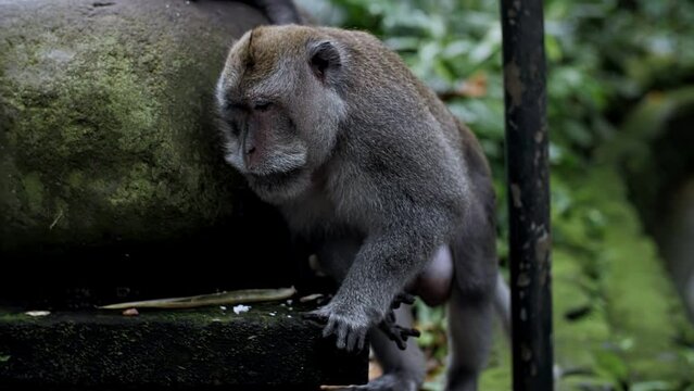 monkey walks through the forest