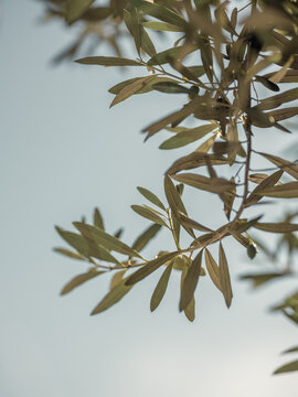 Olive branch 