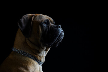 Fototapeta premium Bullmastiff dog in front of a black background in the studio.