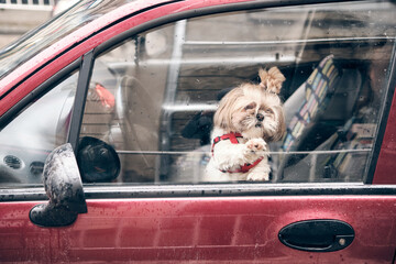 Little dog of breed Yorkshire Terrier in a car near the helm. Dog looking out car window.