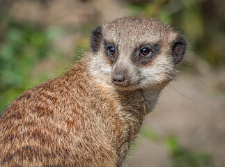 Erdmännchen Porträt