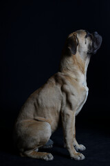 Obraz premium Bullmastiff dog in front of a black background in the studio.