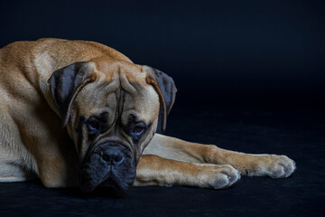 Bullmastiff dog in front of a black background in the studio.
