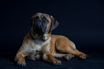 Obraz premium Bullmastiff dog in front of a black background in the studio.