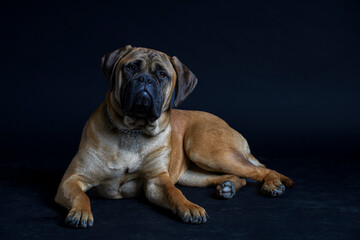 Obraz premium Bullmastiff dog in front of a black background in the studio.