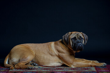 Bullmastiff dog in front of a black background in the studio.