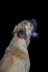 Bullmastiff dog in front of a black background in the studio.