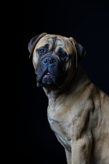 Obraz premium Bullmastiff dog in front of a black background in the studio.