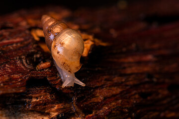 Caracol de jardim pequeno natural na madeira velha