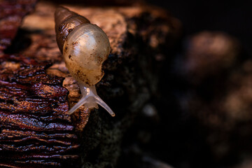 Caracol de jardim pequeno natural na madeira velha