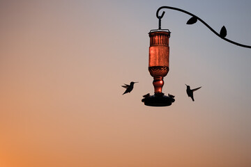 Two hummingbirds flying around a feeder with ombre sky background 