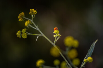 Ladybug on yelllow flower