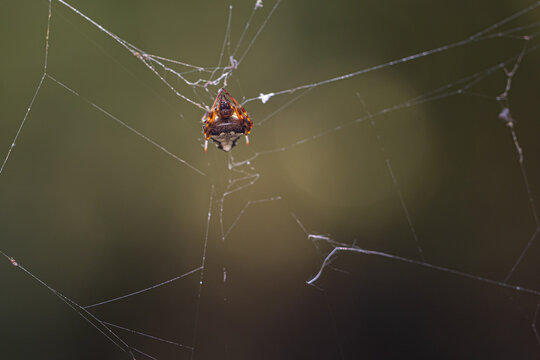 Orange And Black Orb Weaver Spider On A Web