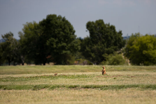 Two prairie dogs around hole in the middle of field