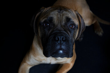 Bullmastiff dog in front of a black background in the studio.