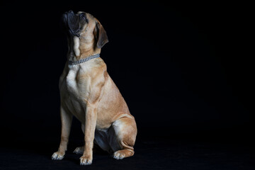 Bullmastiff dog in front of a black background in the studio.