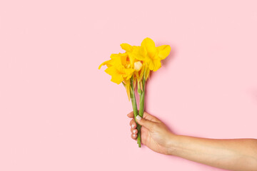 Mano de mujer sosteniendo un ramillete de flores achira amarillas sobre un fondo rosa pastel liso y aislado. Vista de frente y de cerca. Copy space