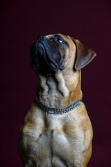 Bullmastiff dog in front of a red background in the studio.