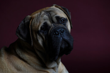 Bullmastiff dog in front of a red background in the studio.