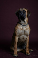 Bullmastiff dog in front of a red background in the studio.