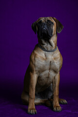 Bullmastiff dog purple in front of a blue background in the studio.
