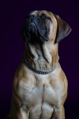 Bullmastiff dog purple in front of a blue background in the studio.