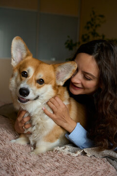 funny corgi breed dog at home