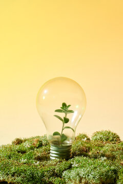 Tree growth in light bulb for saving Ecology energy nature