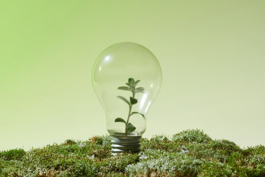 Light bulb with green plant as a concept of eco energy