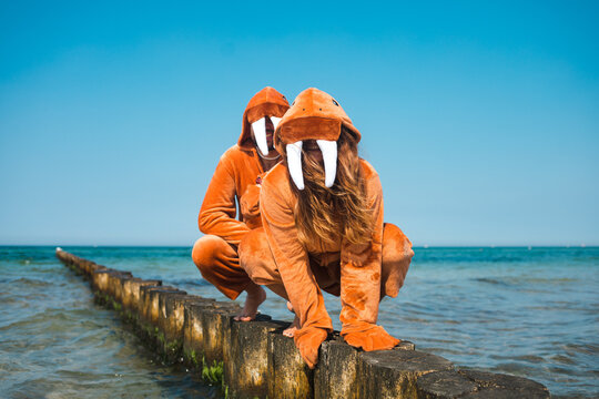 Couple walruses chilling on a wooden breakwater looking at camera