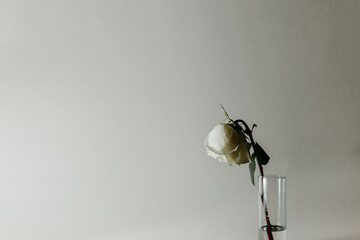 Wilted white rose in drinking glass against white background