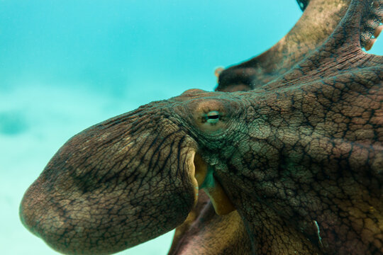 Close-up of octopus swimming in sea